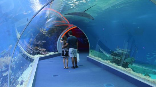 shark-world-tunnel-9474